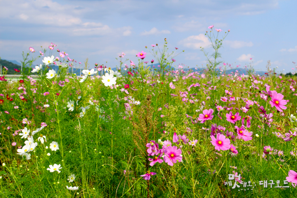 Hàn Quốc: Chùm ảnh hoa Vũ Trụ