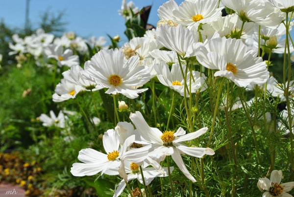 Hàn Quốc: Chùm ảnh hoa Vũ Trụ