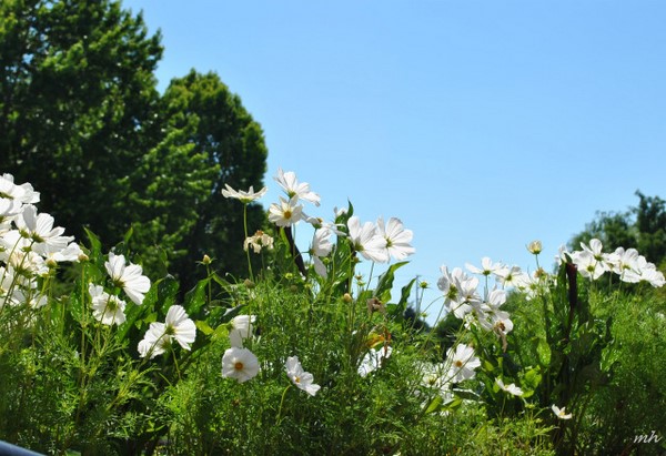 Hàn Quốc: Chùm ảnh hoa Vũ Trụ