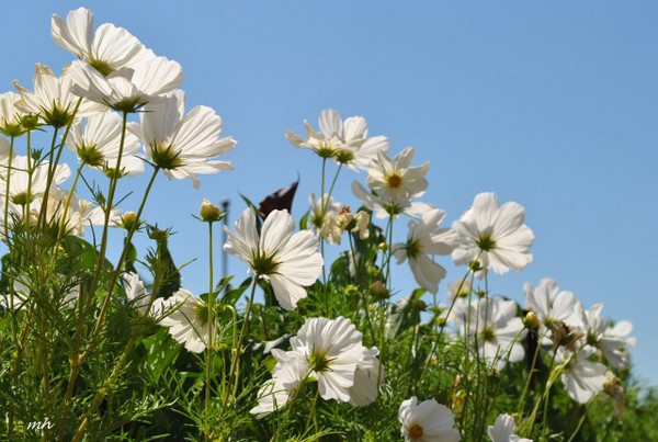 Hàn Quốc: Chùm ảnh hoa Vũ Trụ