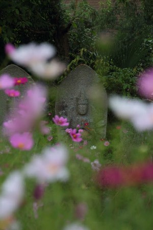 Hàn Quốc: Chùm ảnh hoa Vũ Trụ