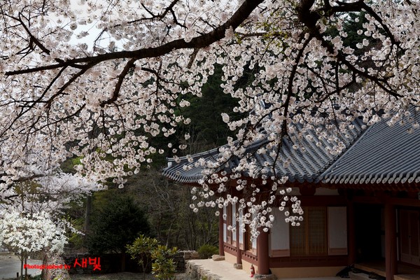 Hàn Quốc: Chùm ảnh ngôi Già lam Cổ Tự Naesosa tỉnh Jeollabuk-do