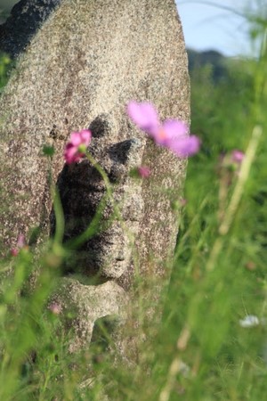 Hàn Quốc: Chùm ảnh hoa Vũ Trụ