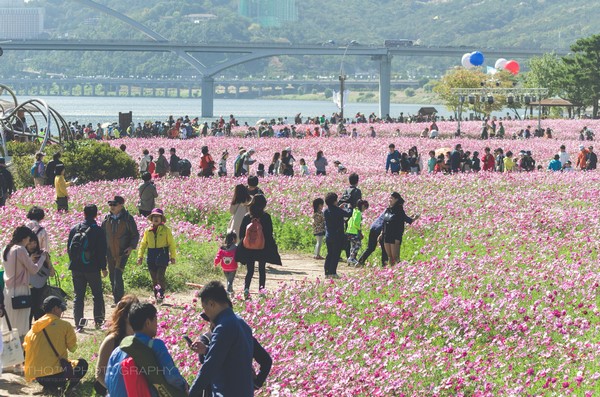Hàn Quốc: Chùm ảnh hoa Vũ Trụ