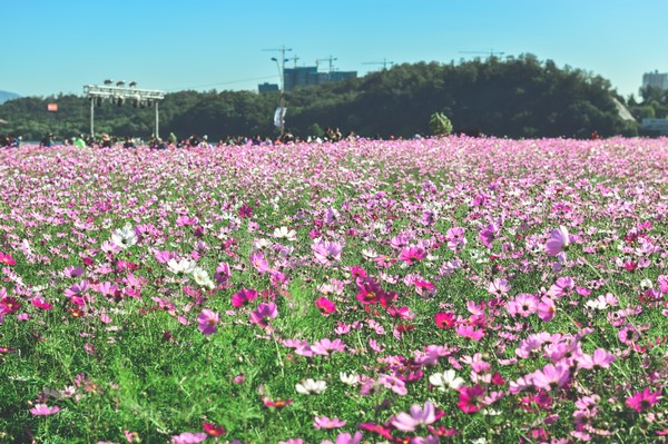 Hàn Quốc: Chùm ảnh hoa Vũ Trụ