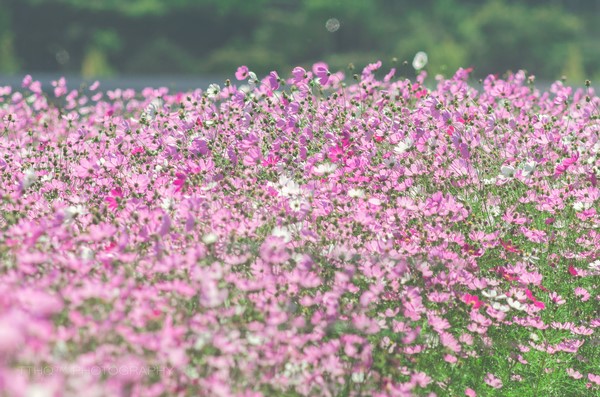 Hàn Quốc: Chùm ảnh hoa Vũ Trụ