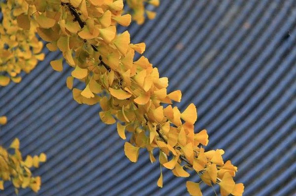 Trung Quốc: Vẻ đẹp mùa Thu Cổ thụ Bạch Quả nghìn năm tuổi tại Quan Âm Thiền Tự