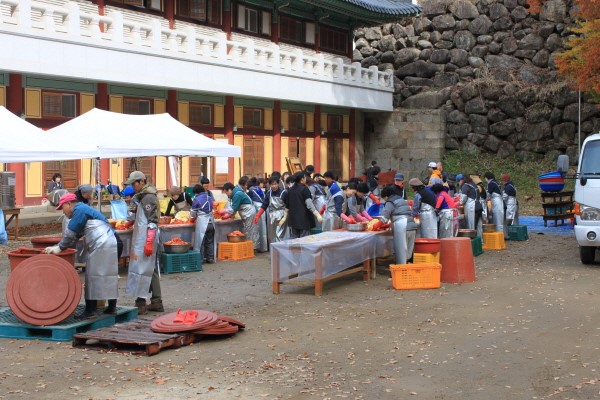 Hàn Quốc Tổ Đình Hải Ấn Thu hoạch bắp cải làm Kim Chi