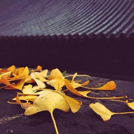 Trung Quốc: Vẻ đẹp mùa Thu Cổ thụ Bạch Quả nghìn năm tuổi tại Quan Âm Thiền Tự