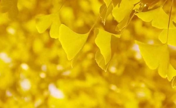 Trung Quốc: Vẻ đẹp mùa Thu Cổ thụ Bạch Quả nghìn năm tuổi tại Quan Âm Thiền Tự