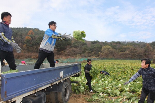 Hàn Quốc Tổ Đình Hải Ấn Thu hoạch bắp cải làm Kim Chi