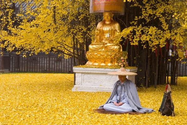 Trung Quốc: Vẻ đẹp mùa Thu Cổ thụ Bạch Quả nghìn năm tuổi tại Quan Âm Thiền Tự