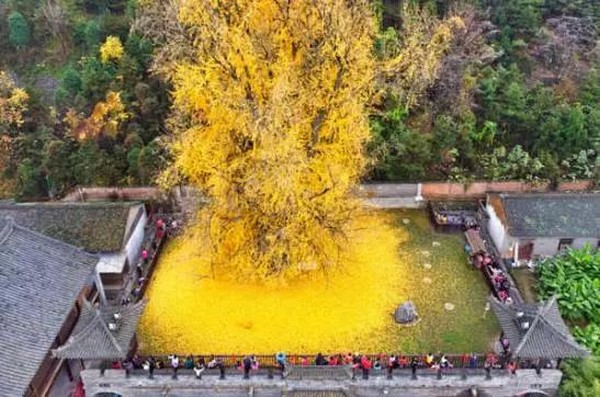 Trung Quốc: Vẻ đẹp mùa Thu Cổ thụ Bạch Quả nghìn năm tuổi tại Quan Âm Thiền Tự