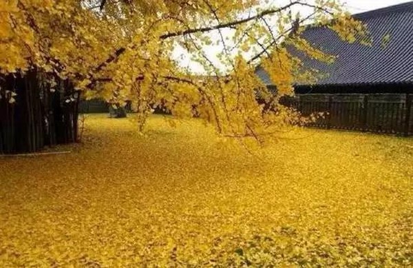 Trung Quốc: Vẻ đẹp mùa Thu Cổ thụ Bạch Quả nghìn năm tuổi tại Quan Âm Thiền Tự