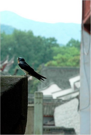 Trung Quốc: Danh lam thắng tích Thiên Đồng Thiền Tự,tỉnh Chiết Giang