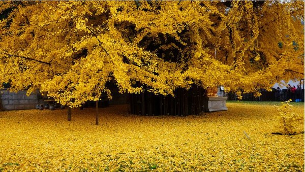 Trung Quốc: Vẻ đẹp mùa Thu Cổ thụ Bạch Quả nghìn năm tuổi tại Quan Âm Thiền Tự