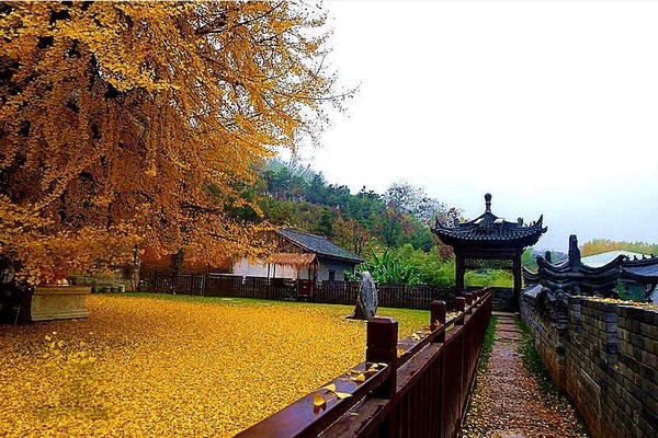 Trung Quốc: Vẻ đẹp mùa Thu Cổ thụ Bạch Quả nghìn năm tuổi tại Quan Âm Thiền Tự