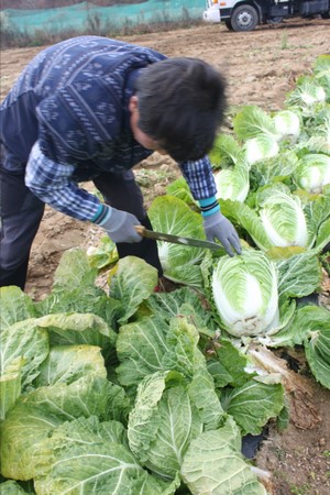 Hàn Quốc Tổ Đình Hải Ấn Thu hoạch bắp cải làm Kim Chi