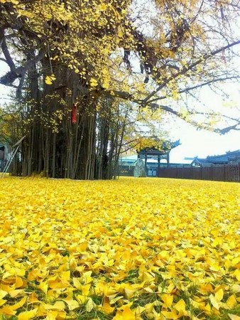 Trung Quốc: Vẻ đẹp mùa Thu Cổ thụ Bạch Quả nghìn năm tuổi tại Quan Âm Thiền Tự