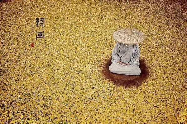 Trung Quốc: Vẻ đẹp mùa Thu Cổ thụ Bạch Quả nghìn năm tuổi tại Quan Âm Thiền Tự