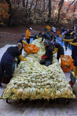 Hàn Quốc Tổ Đình Hải Ấn Thu hoạch bắp cải làm Kim Chi
