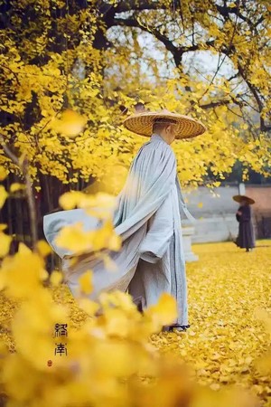 Trung Quốc: Vẻ đẹp mùa Thu Cổ thụ Bạch Quả nghìn năm tuổi tại Quan Âm Thiền Tự