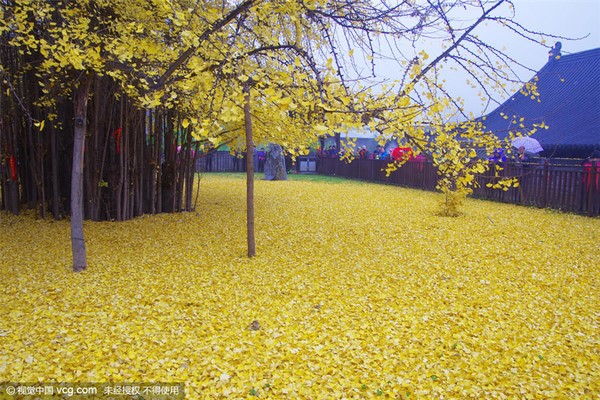 Trung Quốc: Vẻ đẹp mùa Thu Cổ thụ Bạch Quả nghìn năm tuổi tại Quan Âm Thiền Tự