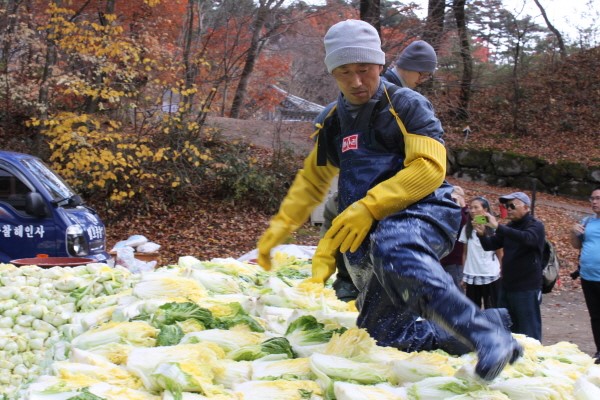 Hàn Quốc Tổ Đình Hải Ấn Thu hoạch bắp cải làm Kim Chi