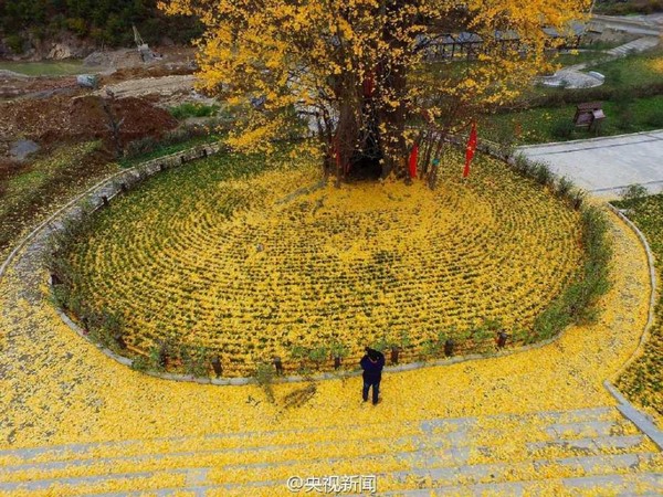 Trung Quốc: Vẻ đẹp mùa Thu Cổ thụ Bạch Quả nghìn năm tuổi tại Quan Âm Thiền Tự