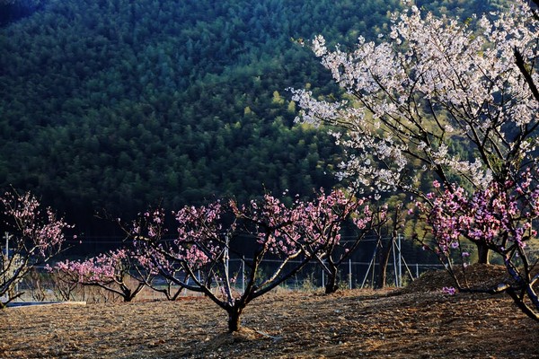 Trung Quốc: Danh lam thắng tích Thiên Đồng Thiền Tự,tỉnh Chiết Giang