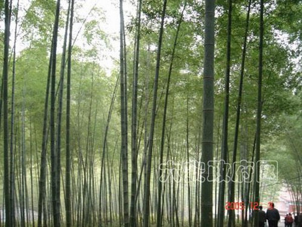 Danh lam thắng cảnh Vân Phong Thiền Tự đệ nhị Đạo tràng Địa Tạng