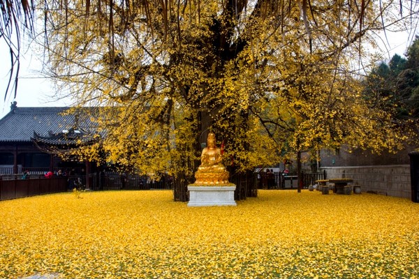 Trung Quốc: Vẻ đẹp mùa Thu Cổ thụ Bạch Quả nghìn năm tuổi tại Quan Âm Thiền Tự