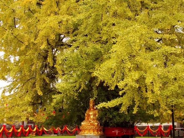 Trung Quốc: Vẻ đẹp mùa Thu Cổ thụ Bạch Quả nghìn năm tuổi tại Quan Âm Thiền Tự