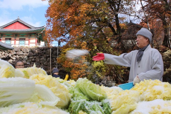 Hàn Quốc Tổ Đình Hải Ấn Thu hoạch bắp cải làm Kim Chi