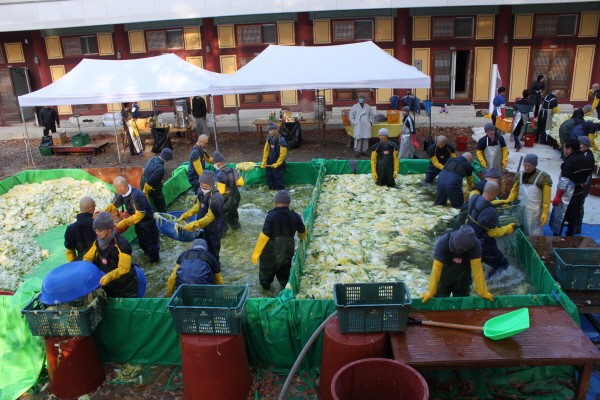 Hàn Quốc Tổ Đình Hải Ấn Thu hoạch bắp cải làm Kim Chi