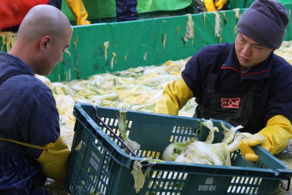 Hàn Quốc Tổ Đình Hải Ấn Thu hoạch bắp cải làm Kim Chi