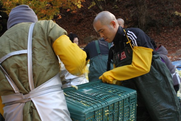 Hàn Quốc Tổ Đình Hải Ấn Thu hoạch bắp cải làm Kim Chi