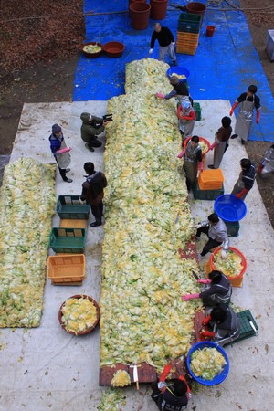 Hàn Quốc Tổ Đình Hải Ấn Thu hoạch bắp cải làm Kim Chi