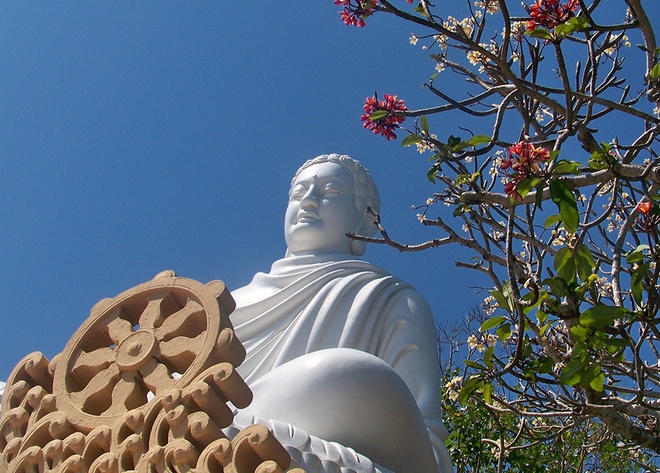 Hậu duệ cây Bồ Đề thiêng của Ấn Độ ở Vũng Tàu