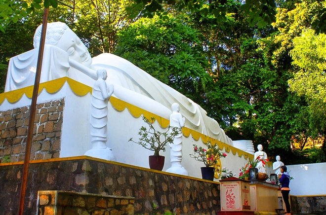Hậu duệ cây Bồ Đề thiêng của Ấn Độ ở Vũng Tàu