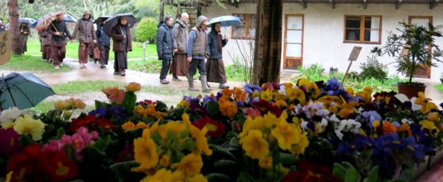 Chùm ảnh: Không khí vui tết Bính Thân 2016 tại Làng Mai - Pháp quốc