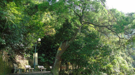Về Yên Tử khám phá rừng xích tùng hơn 700 tuổi