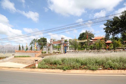 Ngôi chùa tràn ngập hoa tam giác mạch ở xứ hoa Đà Lạt
