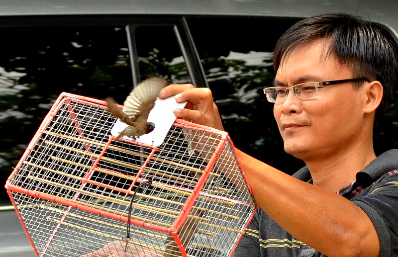 Rợp cờ hoa kính mừng Phật đản