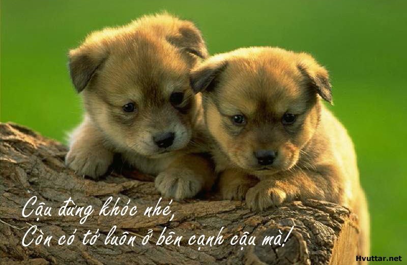 Nhìn sâu nghĩ kỹ để cảm thông với người...