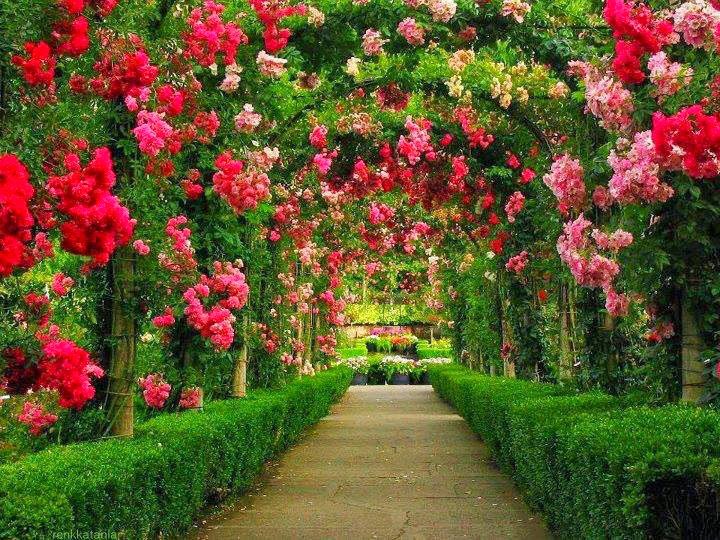 Thơ về hoa hồng xanh năm 2024 có thể tạo cho bạn một chút hiểu biết về nghệ thuật của thiên nhiên. Thơ sẽ cho bạn một cái nhìn đặc biệt về hoa hồng xanh, dịu dàng, ma mị và đầy bản sắc. Có lẽ đó là cách tốt nhất để thể hiện tình yêu của bạn với thiên nhiên.