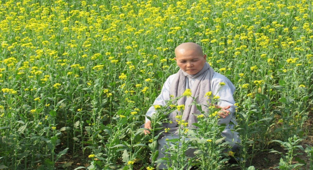 Hoa cải vàng bên sông Ni Liên - Ấn Độ
