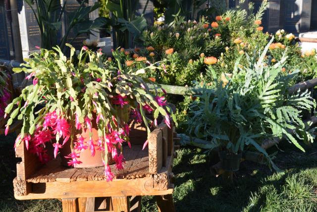 Tết Kỷ Hợi: Chùa Tâm Từ, Morgan Hill