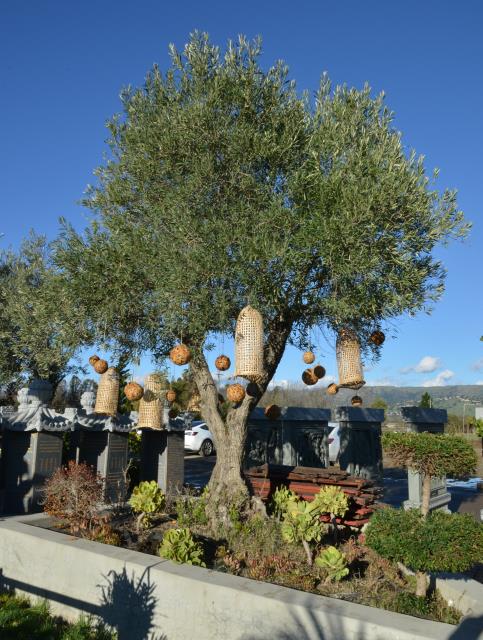 Tết Kỷ Hợi: Chùa Tâm Từ, Morgan Hill