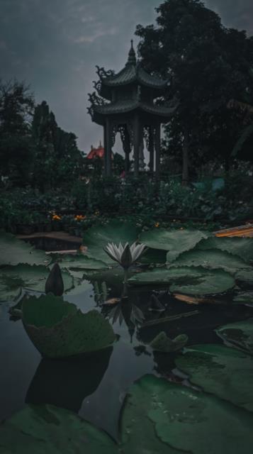 Một thoáng bình yên chùa Vạn Linh, Long An